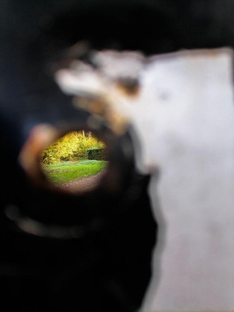 Oeil de vache (cow's eye)